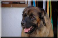 leonberger 004.jpg